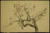1928 ca. - Ulivo a Sorrento